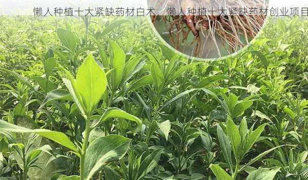懒人种植十大紧缺药材白术,懒人种植十大紧缺药材创业项目第2张-蔬菜基地绿色种植产业带 懒人种植十大紧缺药材白术,懒人种植十大紧缺药材创业项目
