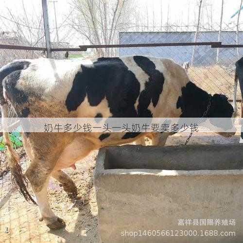 奶牛多少钱一头一头奶牛要卖多少钱第2张-蔬菜基地绿色种植产业带