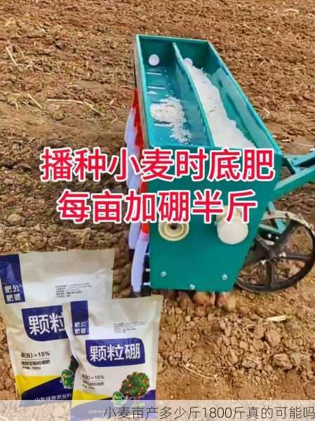 小麦亩产多少斤1800斤真的可能吗第2张-蔬菜基地绿色种植产业带 小麦亩产多少斤1800斤真的可能吗