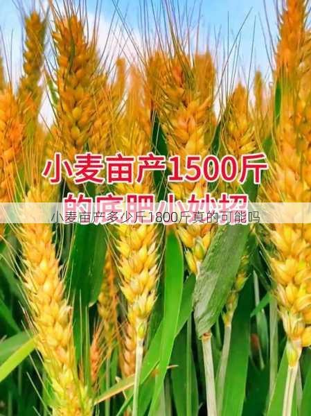 小麦亩产多少斤1800斤真的可能吗第1张-蔬菜基地绿色种植产业带 小麦亩产多少斤1800斤真的可能吗