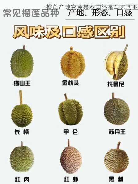榴莲产地究竟是泰国还是马来西亚第1张-蔬菜基地绿色种植产业带 榴莲产地究竟是泰国还是马来西亚