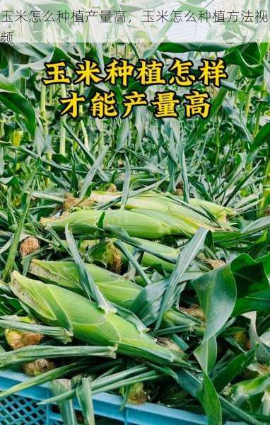玉米怎么种植产量高,玉米怎么种植方法视频第1张-蔬菜基地绿色种植产业带 玉米怎么种植产量高,玉米怎么种植方法视频