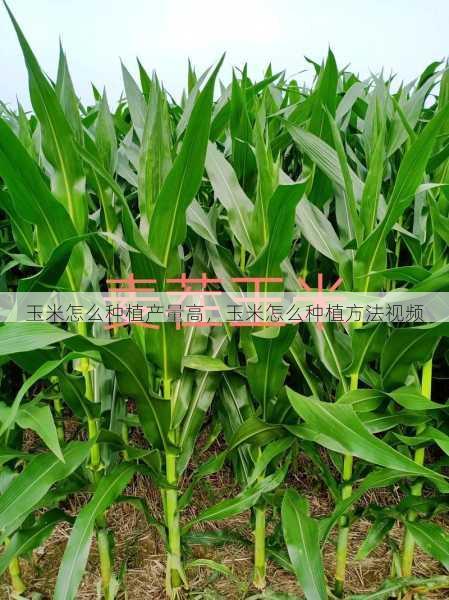 玉米怎么种植产量高,玉米怎么种植方法视频第2张-蔬菜基地绿色种植产业带 玉米怎么种植产量高,玉米怎么种植方法视频