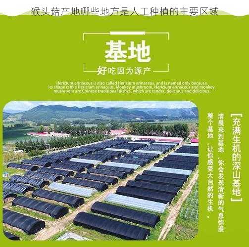 猴头菇产地哪些地方是人工种植的主要区域第1张-蔬菜基地绿色种植产业带 猴头菇产地哪些地方是人工种植的主要区域
