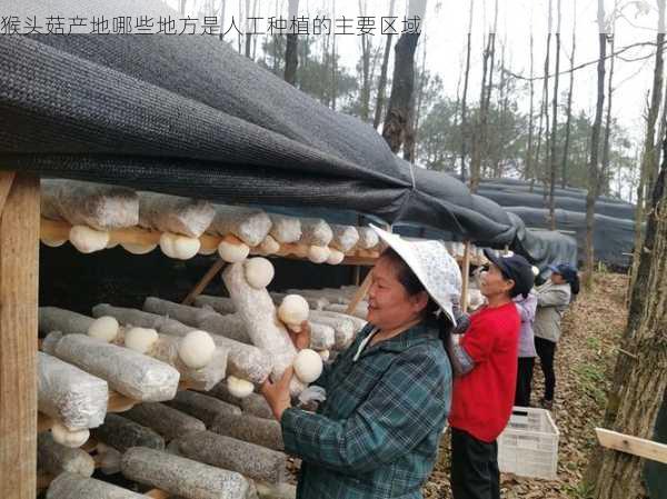 猴头菇产地哪些地方是人工种植的主要区域第2张-蔬菜基地绿色种植产业带 猴头菇产地哪些地方是人工种植的主要区域