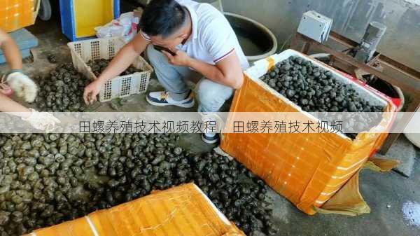 田螺养殖技术视频教程,田螺养殖技术视频第1张-蔬菜基地绿色种植产业带 田螺养殖技术视频教程,田螺养殖技术视频