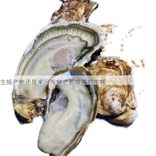 生蚝产地还是来自海鲜之都威海的生蚝第2张-蔬菜基地绿色种植产业带 生蚝产地还是来自海鲜之都威海的生蚝