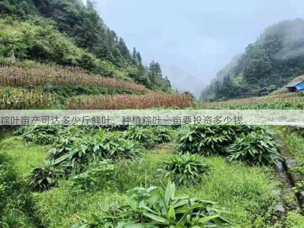 粽叶亩产可达多少斤鲜叶,种植粽叶一亩要投资多少钱第1张-蔬菜基地绿色种植产业带 粽叶亩产可达多少斤鲜叶,种植粽叶一亩要投资多少钱