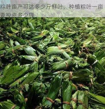 粽叶亩产可达多少斤鲜叶,种植粽叶一亩要投资多少钱第2张-蔬菜基地绿色种植产业带 粽叶亩产可达多少斤鲜叶,种植粽叶一亩要投资多少钱