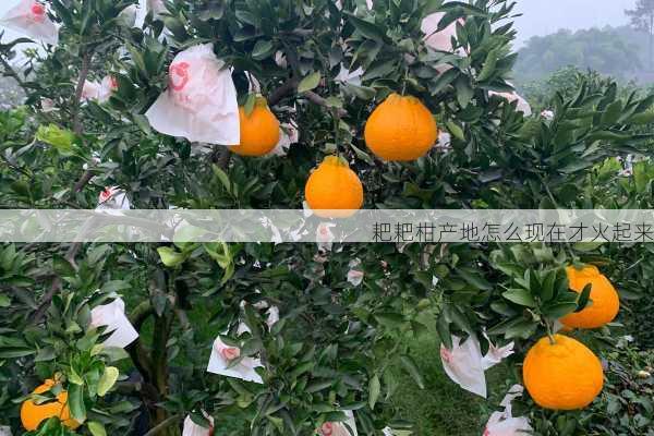 耙耙柑产地怎么现在才火起来第2张-蔬菜基地绿色种植产业带 耙耙柑产地怎么现在才火起来