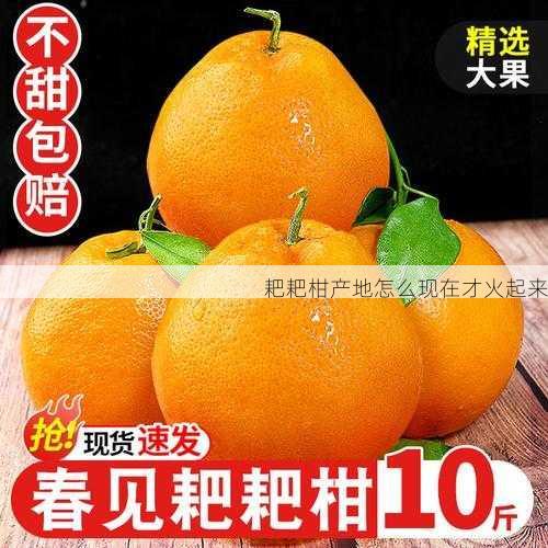 耙耙柑产地怎么现在才火起来第1张-蔬菜基地绿色种植产业带 耙耙柑产地怎么现在才火起来
