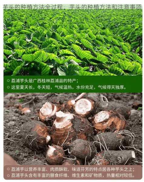 芋头的种植方法全过程,芋头的种植方法和注意事项第1张-蔬菜基地绿色种植产业带 芋头的种植方法全过程,芋头的种植方法和注意事项