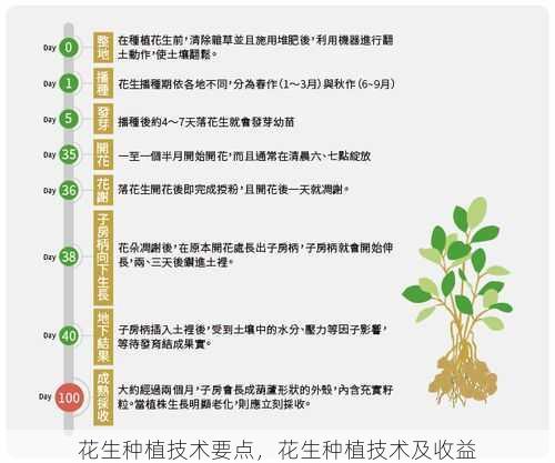 花生种植技术要点,花生种植技术及收益第1张-蔬菜基地绿色种植产业带 花生种植技术要点,花生种植技术及收益