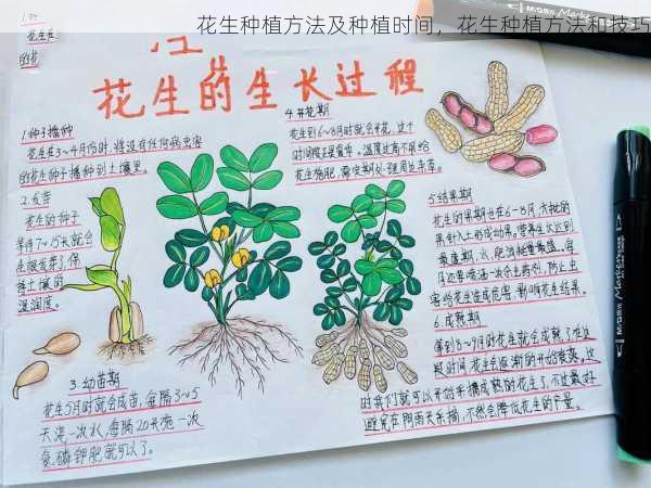 花生种植方法及种植时间,花生种植方法和技巧第1张-蔬菜基地绿色种植产业带 花生种植方法及种植时间,花生种植方法和技巧