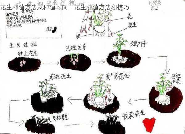 花生种植方法及种植时间,花生种植方法和技巧第2张-蔬菜基地绿色种植产业带 花生种植方法及种植时间,花生种植方法和技巧