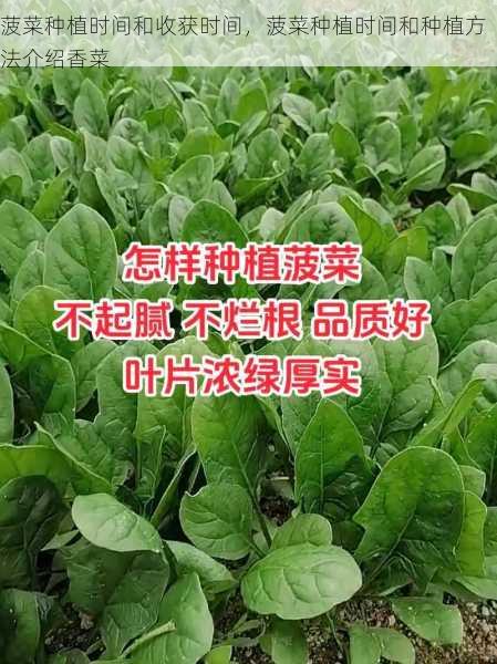 菠菜种植时间和收获时间,菠菜种植时间和种植方法介绍香菜第1张-蔬菜基地绿色种植产业带 菠菜种植时间和收获时间,菠菜种植时间和种植方法介绍香菜