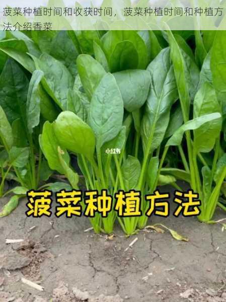 菠菜种植时间和收获时间,菠菜种植时间和种植方法介绍香菜第2张-蔬菜基地绿色种植产业带 菠菜种植时间和收获时间,菠菜种植时间和种植方法介绍香菜