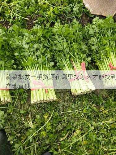 蔬菜批发一手货源在哪里找怎么才能找到产地直供第1张-蔬菜基地绿色种植产业带 蔬菜批发一手货源在哪里找怎么才能找到产地直供