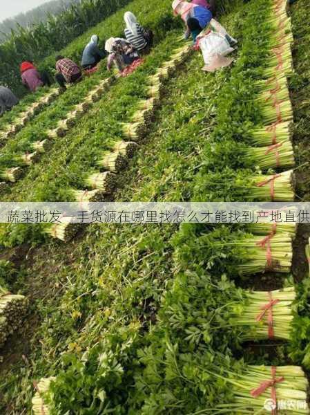 蔬菜批发一手货源在哪里找怎么才能找到产地直供第2张-蔬菜基地绿色种植产业带 蔬菜批发一手货源在哪里找怎么才能找到产地直供