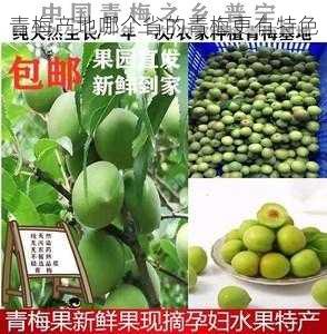 青梅产地哪个省的青梅更有特色第1张-蔬菜基地绿色种植产业带 青梅产地哪个省的青梅更有特色