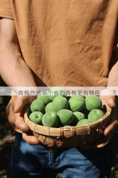 青梅产地哪个省的青梅更有特色第2张-蔬菜基地绿色种植产业带 青梅产地哪个省的青梅更有特色