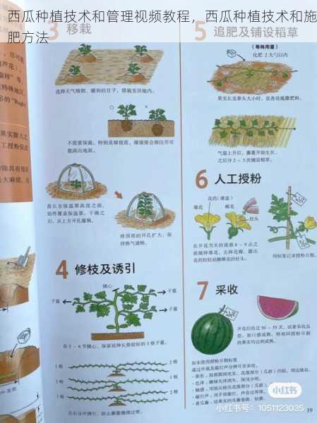 西瓜种植技术和管理视频教程,西瓜种植技术和施肥方法第2张-蔬菜基地绿色种植产业带 西瓜种植技术和管理视频教程,西瓜种植技术和施肥方法
