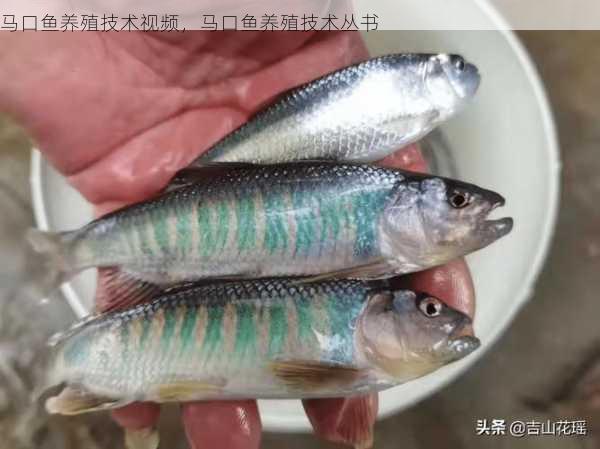 马口鱼养殖技术视频,马口鱼养殖技术丛书第2张-蔬菜基地绿色种植产业带 马口鱼养殖技术视频,马口鱼养殖技术丛书
