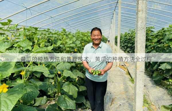 黄瓜的种植方法和管理技术,黄瓜的种植方法全过程第2张-蔬菜基地绿色种植产业带 黄瓜的种植方法和管理技术,黄瓜的种植方法全过程