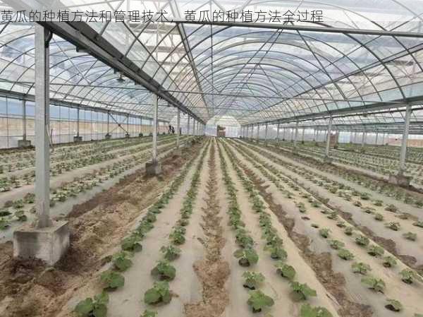 黄瓜的种植方法和管理技术,黄瓜的种植方法全过程第1张-蔬菜基地绿色种植产业带 黄瓜的种植方法和管理技术,黄瓜的种植方法全过程