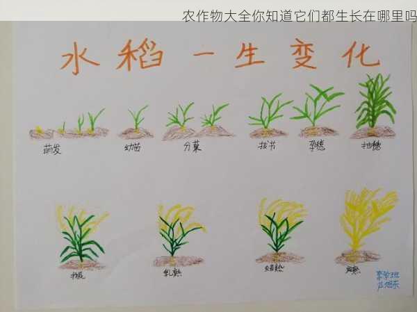 农作物大全你知道它们都生长在哪里吗第2张-蔬菜基地绿色种植产业带 农作物大全你知道它们都生长在哪里吗