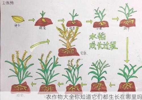 农作物大全你知道它们都生长在哪里吗第1张-蔬菜基地绿色种植产业带 农作物大全你知道它们都生长在哪里吗