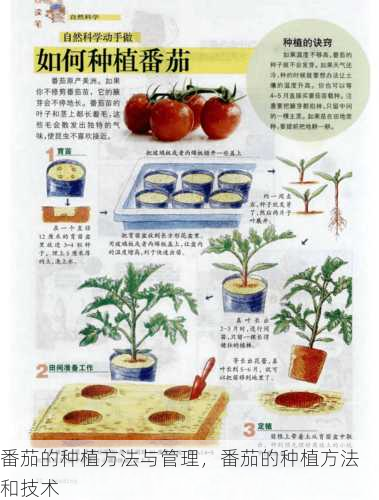 番茄的种植方法与管理，番茄的种植方法和技术第2张-蔬菜基地绿色种植产业带