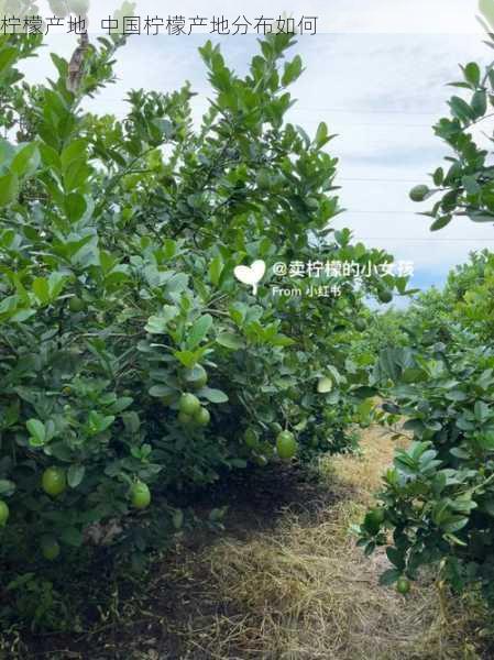柠檬产地 中国柠檬产地分布如何第2张-蔬菜基地绿色种植产业带 柠檬产地 中国柠檬产地分布如何
