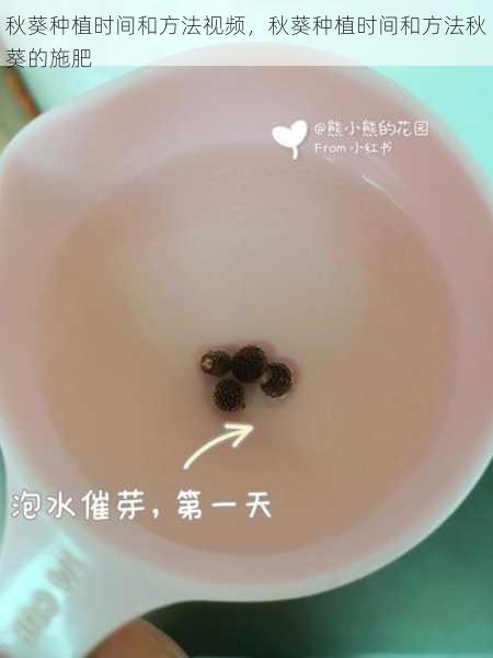 秋葵种植时间和方法视频,秋葵种植时间和方法秋葵的施肥第2张-蔬菜基地绿色种植产业带 秋葵种植时间和方法视频,秋葵种植时间和方法秋葵的施肥