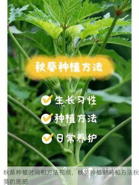 秋葵种植时间和方法视频,秋葵种植时间和方法秋葵的施肥第1张-蔬菜基地绿色种植产业带 秋葵种植时间和方法视频,秋葵种植时间和方法秋葵的施肥
