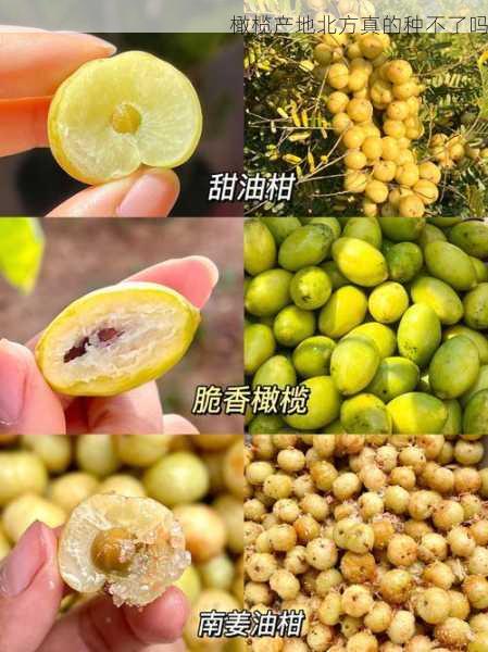 橄榄产地北方真的种不了吗第2张-蔬菜基地绿色种植产业带 橄榄产地北方真的种不了吗