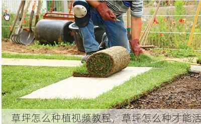 草坪怎么种植视频教程,草坪怎么种才能活第1张-蔬菜基地绿色种植产业带 草坪怎么种植视频教程,草坪怎么种才能活