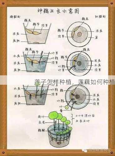 莲子怎样种植,莲藕如何种植第1张-蔬菜基地绿色种植产业带 莲子怎样种植,莲藕如何种植