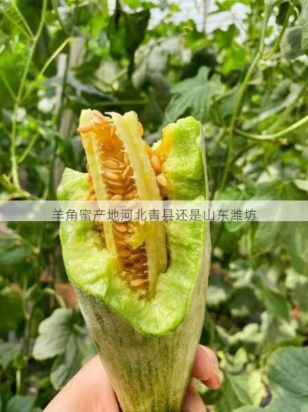 羊角蜜产地河北青县还是山东潍坊第2张-蔬菜基地绿色种植产业带 羊角蜜产地河北青县还是山东潍坊