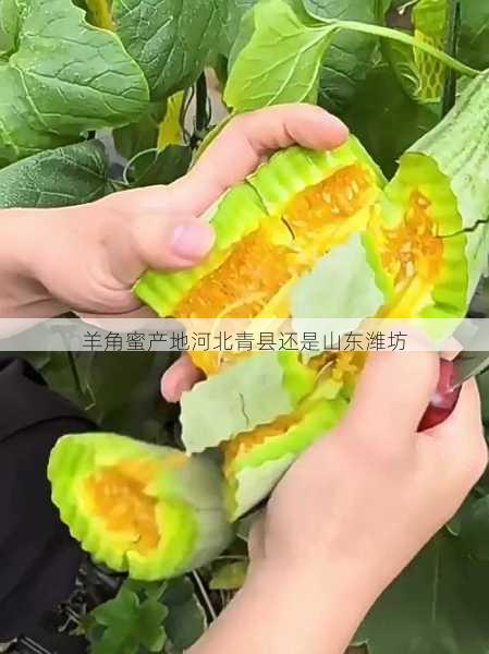 羊角蜜产地河北青县还是山东潍坊第1张-蔬菜基地绿色种植产业带 羊角蜜产地河北青县还是山东潍坊