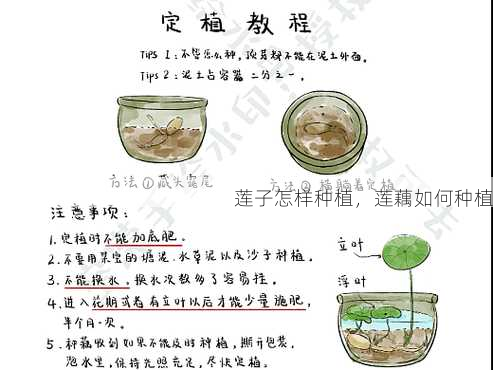 莲子怎样种植,莲藕如何种植第2张-蔬菜基地绿色种植产业带 莲子怎样种植,莲藕如何种植