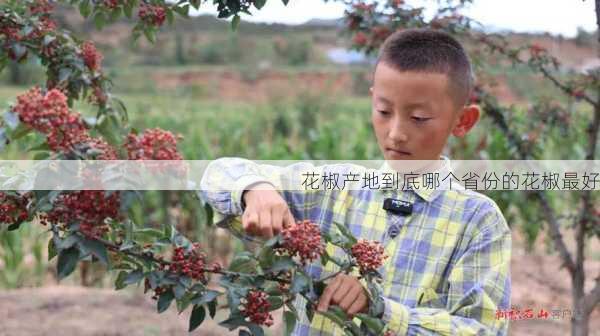 花椒产地到底哪个省份的花椒最好第1张-蔬菜基地绿色种植产业带 花椒产地到底哪个省份的花椒最好