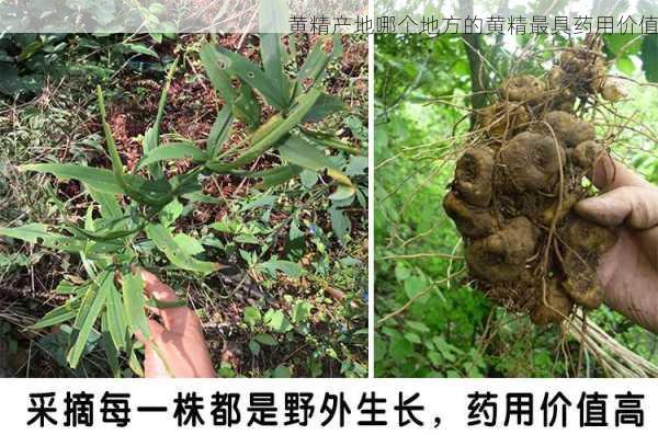 黄精产地哪个地方的黄精最具药用价值第2张-蔬菜基地绿色种植产业带