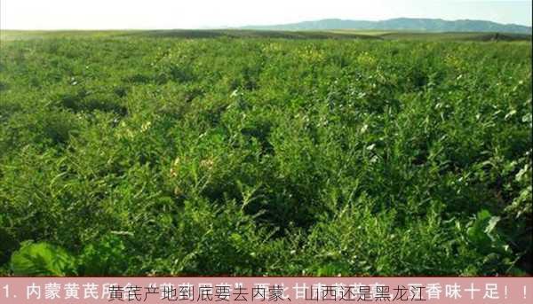黄芪产地到底要去内蒙、山西还是黑龙江第2张-蔬菜基地绿色种植产业带 黄芪产地到底要去内蒙、山西还是黑龙江
