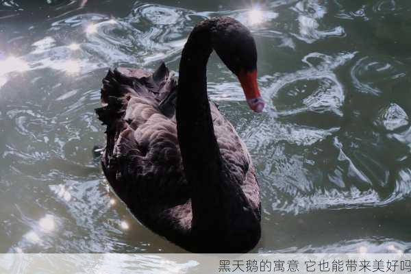 黑天鹅的寓意 它也能带来美好吗第2张-蔬菜基地绿色种植产业带 黑天鹅的寓意 它也能带来美好吗