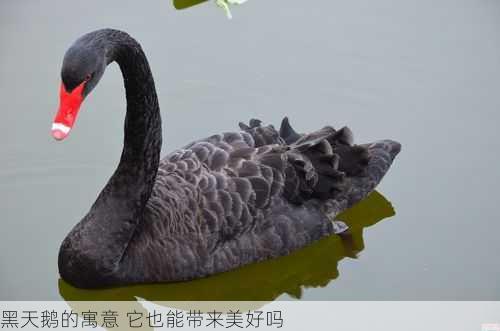 黑天鹅的寓意 它也能带来美好吗第1张-蔬菜基地绿色种植产业带 黑天鹅的寓意 它也能带来美好吗