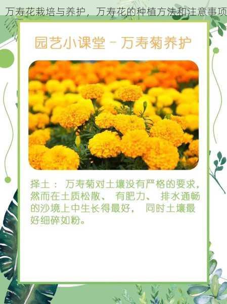 万寿花栽培与养护,万寿花的种植方法和注意事项第2张-蔬菜基地绿色种植产业带 万寿花栽培与养护,万寿花的种植方法和注意事项