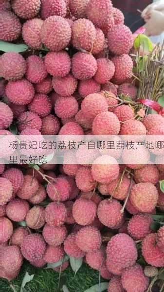 杨贵妃吃的荔枝产自哪里荔枝产地哪里最好吃第2张-蔬菜基地绿色种植产业带 杨贵妃吃的荔枝产自哪里荔枝产地哪里最好吃