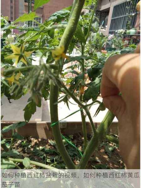 如何种植西红柿盆栽的视频,如何种植西红柿黄瓜茄子苗第1张-蔬菜基地绿色种植产业带 如何种植西红柿盆栽的视频,如何种植西红柿黄瓜茄子苗