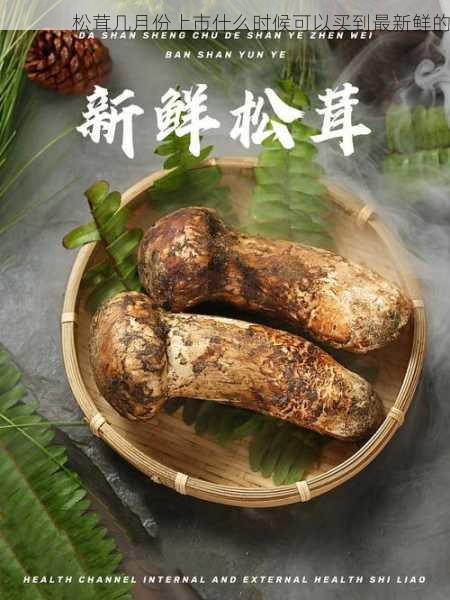 松茸几月份上市什么时候可以买到最新鲜的第2张-蔬菜基地绿色种植产业带 松茸几月份上市什么时候可以买到最新鲜的